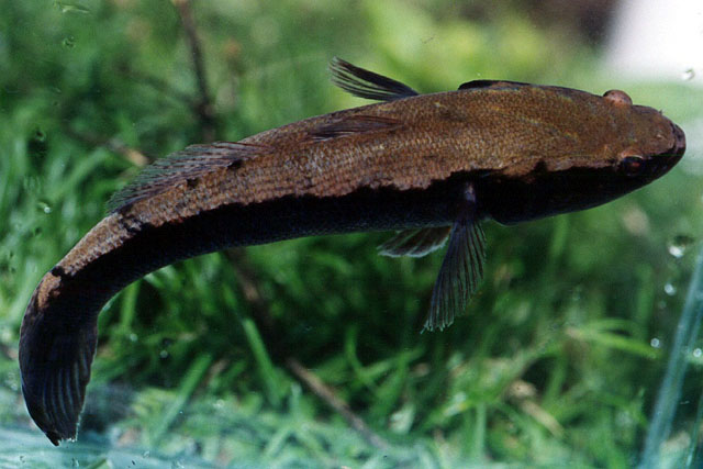 线纹尖塘鳢(Oxyeleotris lineolata)