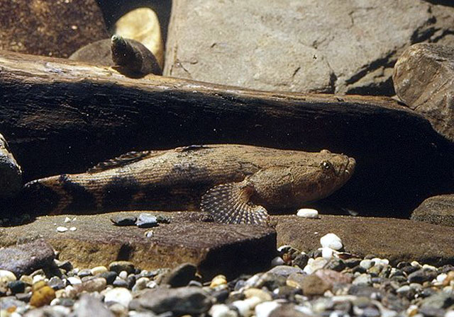 云斑尖塘鳢(Oxyeleotris marmorata)