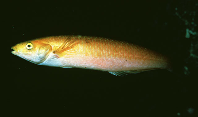 加州湾尖隆头鱼(Oxyjulis californica)