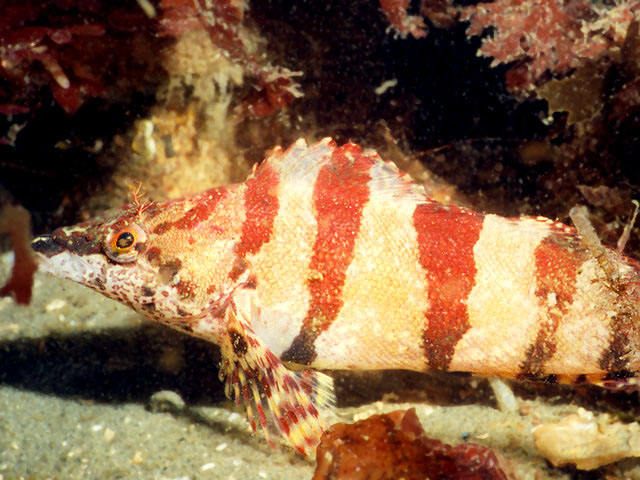 多棘单线鱼(Oxylebius pictus)