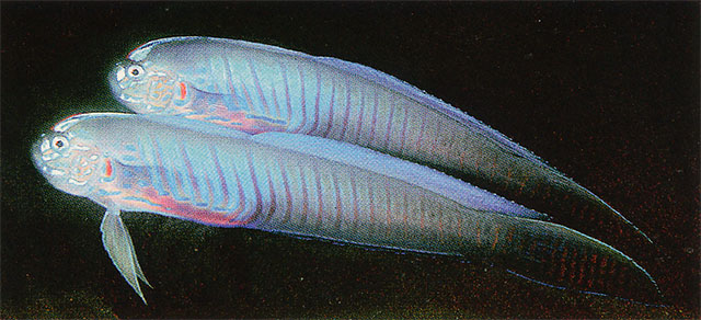 蓝梳窄颅塘鳢(Oxymetopon cyanoctenosum)