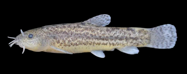 土耳其尖条鳅(Oxynoemacheilus anatolicus)