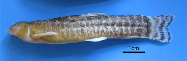 Oxynoemacheilus ceyhanensis(Oxynoemacheilus ceyhanensis)