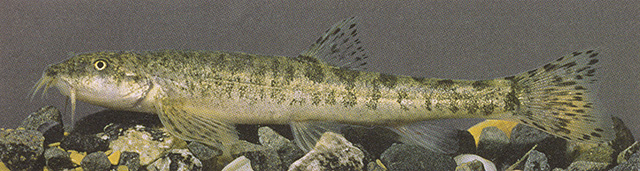 小口尖条鳅(Oxynoemacheilus merga)