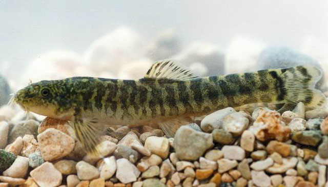 Oxynoemacheilus namiri(Oxynoemacheilus namiri)