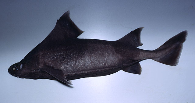 尖背角鲨(Oxynotus centrina)