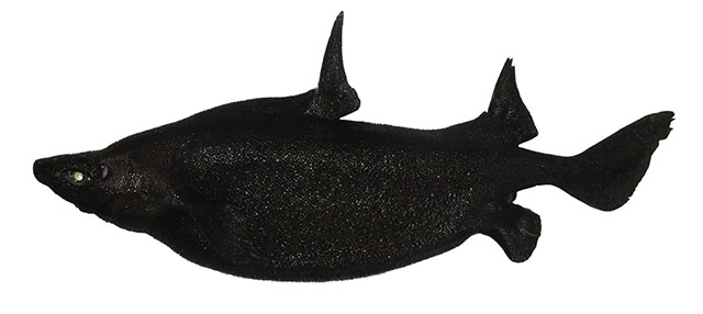 日本尖背角鲨(Oxynotus japonicus)