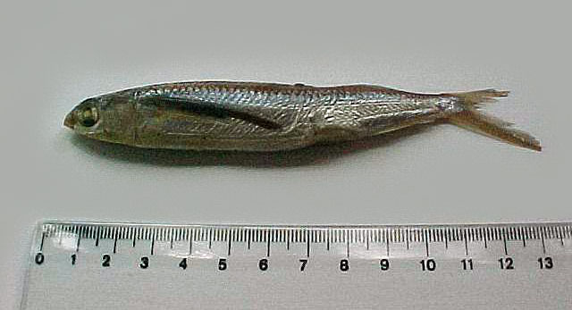 Oxyporhamphus micropterus(Oxyporhamphus micropterus)