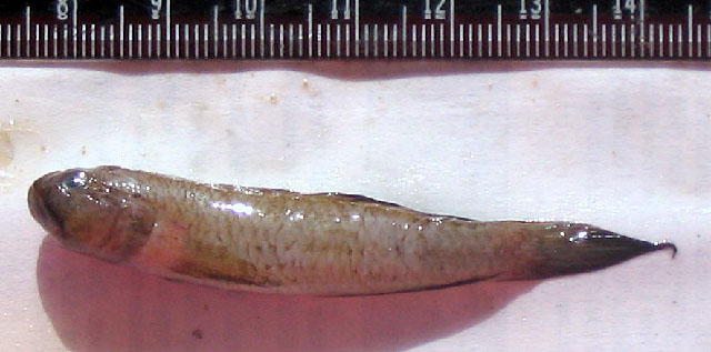 小鳞沟虾虎(Oxyurichthys microlepis)