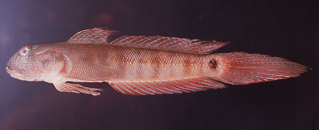 巴布亚沟虾虎(Oxyurichthys papuensis)
