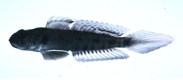 南方沟虾虎(Oxyurichthys visayanus)