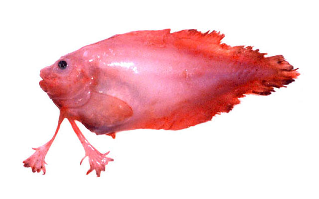 贝氏掌状狮子鱼(Palmoliparis beckeri)