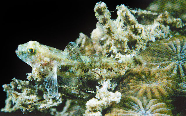 肩斑苔虾虎(Palutrus scapulopunctatus)