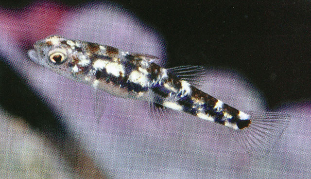 菲律宾矮虾虎(Pandaka pygmaea)