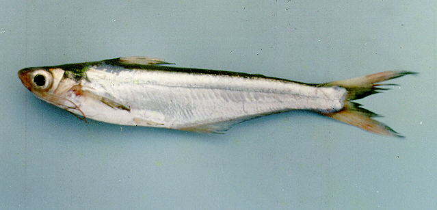 大线(Pangasius macronema)