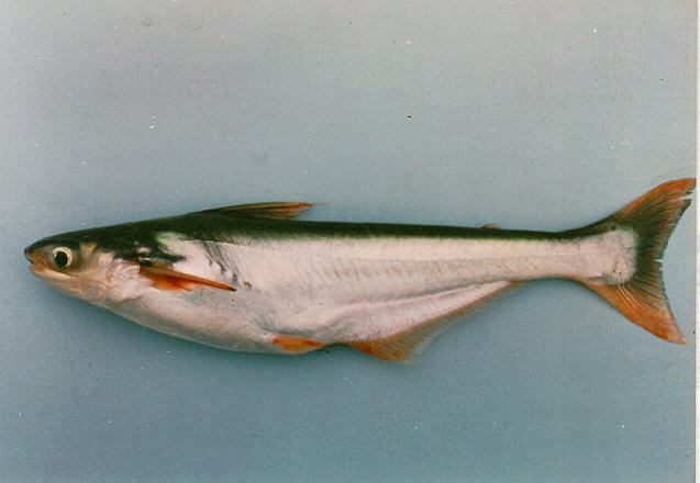 多齿(Pangasius polyuranodon)
