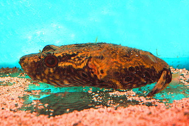 苏门答腊鲀(Pao palembangensis)