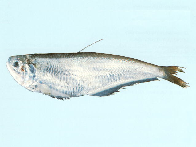 小鳍鳀(Papuengraulis micropinna)