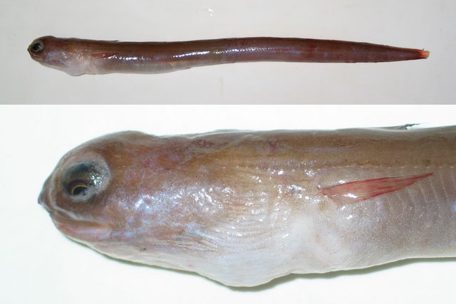 大眼拟海蠕鳗(Parabathymyrus macrophthalmus)