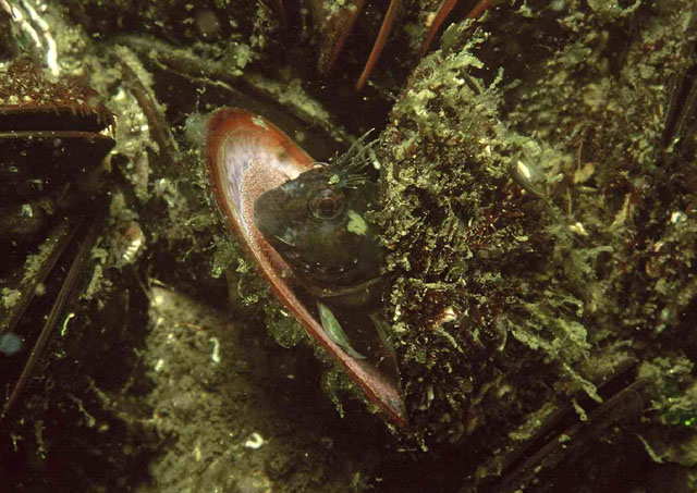环项副鳚(Parablennius pilicornis)