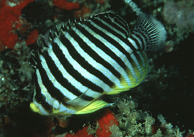 多带副锯刺盖鱼(Paracentropyge multifasciata)