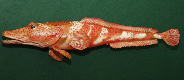扁嘴副带腭鱼(Parachaenichthys charcoti)