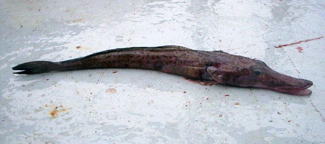 副带腭鱼(Parachaenichthys georgianus)