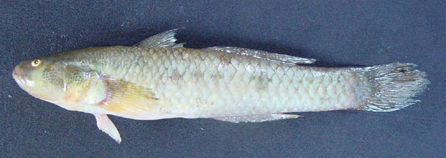 睛斑拟矛尾虾虎(Parachaeturichthys ocellatus)
