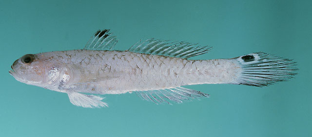 多须拟矛尾虾虎(Parachaeturichthys polynema)