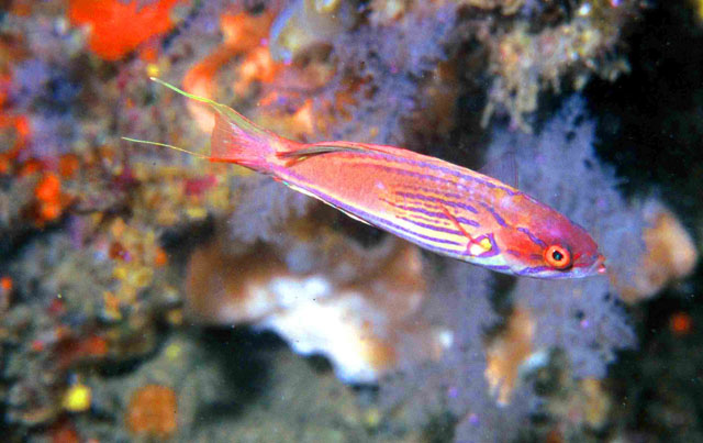 丝尾副唇鱼(Paracheilinus hemitaeniatus)