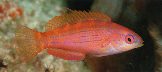 大斑副唇鱼(Paracheilinus nursalim)