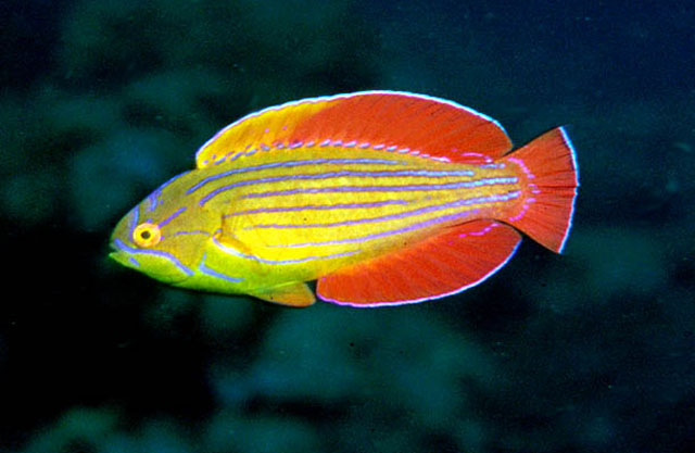 八线副唇鱼(Paracheilinus octotaenia)