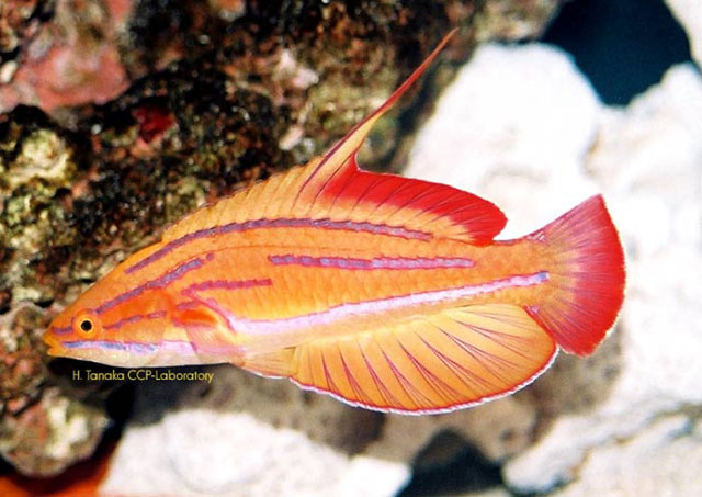 红尾副唇鱼(Paracheilinus rubricaudalis)