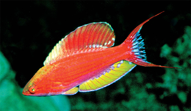 印尼副唇鱼(Paracheilinus togeanensis)