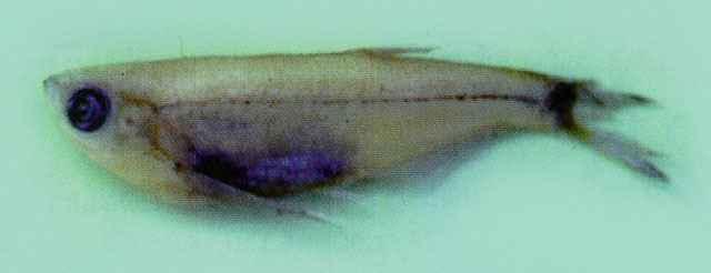 斑尾副元宝鳊(Parachela maculicauda)
