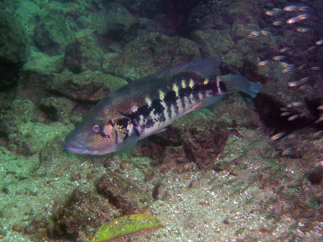 达氏副丽鱼(Parachromis dovii)