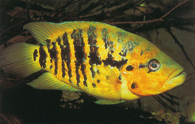 弗氏副丽鱼(Parachromis friedrichsthalii)
