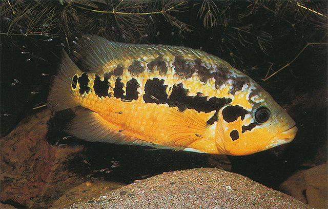 洛氏副丽鱼(Parachromis loisellei)