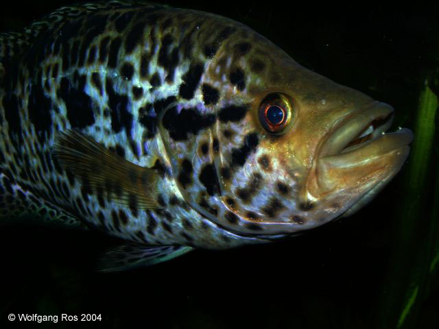 花身副丽鱼(Parachromis managuensis)