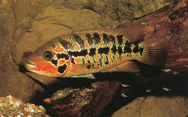 黄颊副丽鱼(Parachromis motaguensis)