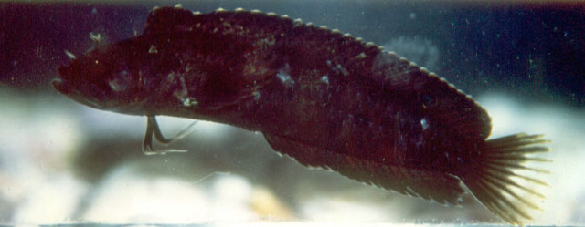 隠藏副脂鳚(Paraclinus arcanus)