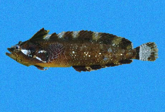 毕氏副脂鳚(Paraclinus beebei)