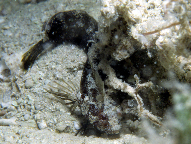 背睛副脂鳚(Paraclinus fasciatus)