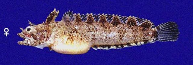 加州湾副脂鳚(Paraclinus mexicanus)