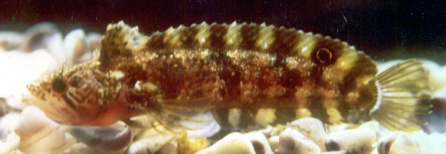 眼带副脂鳚(Paraclinus rubicundus)