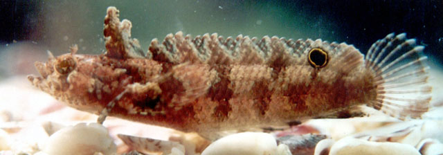 项冠副脂鳚(Paraclinus spectator)