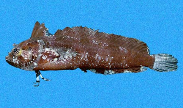 长颌副脂鳚(Paraclinus tanygnathus)