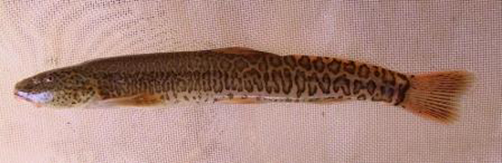长尾副鳅(Paracobitis longicauda)