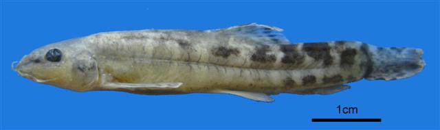 黑鳍副鳅(Paracobitis malapterura)