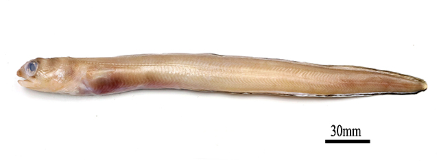 圭亚那副康吉鳗(Paraconger guianensis)